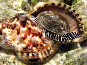 Картинка triton shell on the reef животные морская фауна
