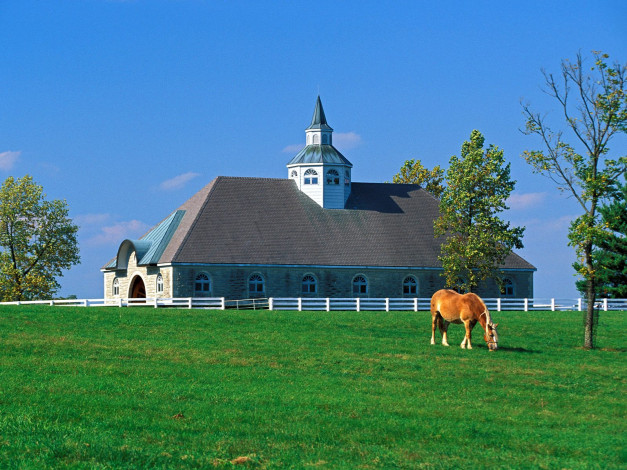 Обои картинки фото donamire, horse, farm, lexington, kentucky, города