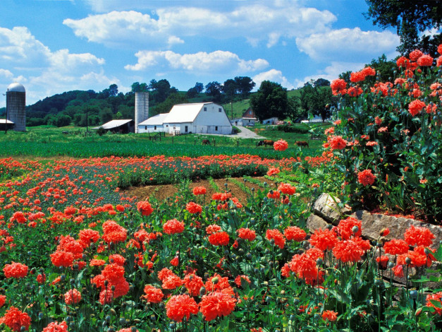 Обои картинки фото farm, and, poppies, bardstown, kentucky, города