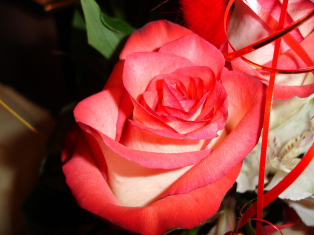 Обои картинки фото роза, цветы, розы