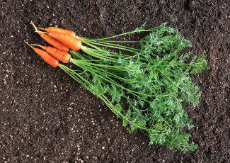 обоя еда, морковь, свежая, сочная, вкусная