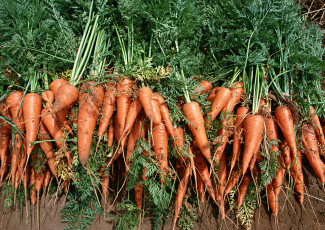 обоя еда, морковь, свежая, сочная, вкусная