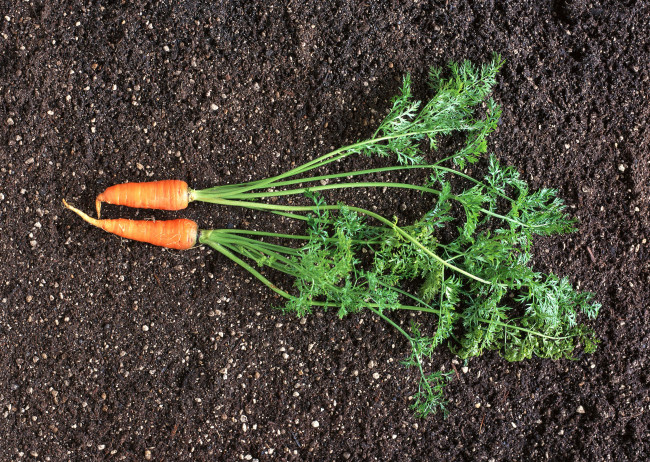 Обои картинки фото еда, морковь, свежая, сочная, вкусная