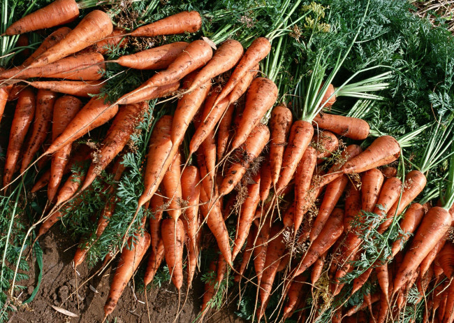 Обои картинки фото еда, морковь, свежая, сочная, вкусная