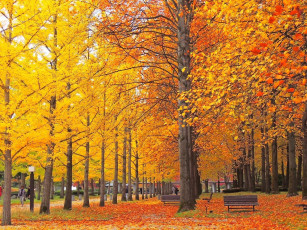 Картинка природа парк деревья осень