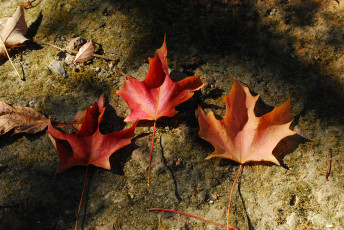 Картинка природа листья клен