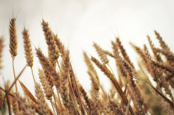 Картинка природа макро колоски пшеница поле