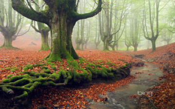 Картинка природа лес туман река