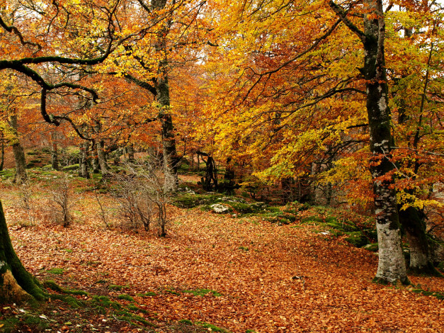 Обои картинки фото испания, наварра, природа, лес, осень