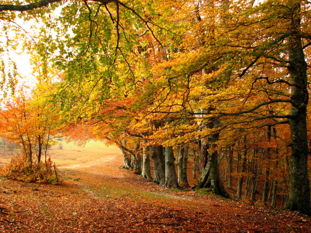 Обои картинки фото природа, деревья, осень, лес