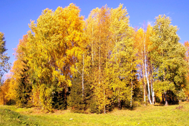 Обои картинки фото природа, деревья, осень, поляна