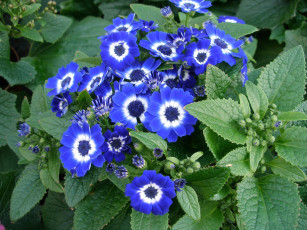 Картинка цветы цинерария синий