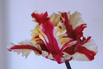 Картинка цветы тюльпаны макро лепестки тюльпан