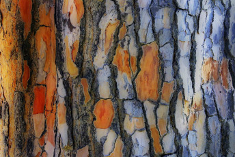 Картинка разное текстуры ствол дерево кора