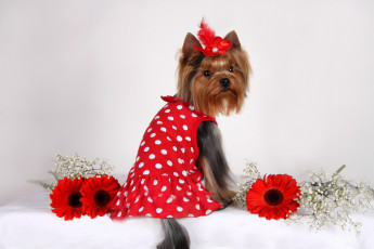 Картинка животные собаки йоркширский терьер собака платье герберы