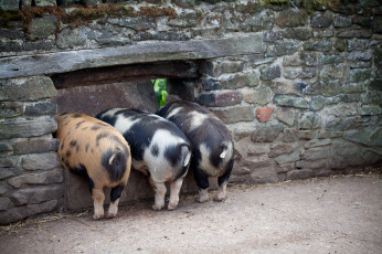 Картинка животные свиньи +кабаны хвосты свинки