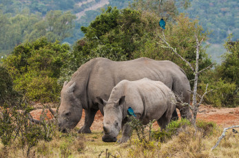 Картинка животные носороги саванна носорог детеныш
