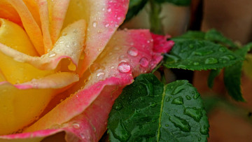 Картинка цветы розы цветок роза вода капли лепестки листья