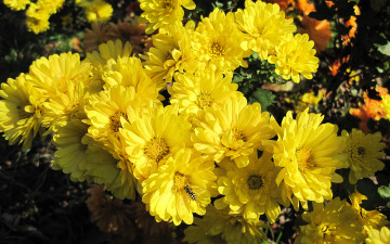Картинка цветы хризантемы бутоны желтые