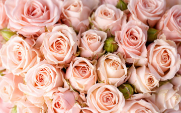 Картинка цветы розы bouquet roses flowers букет