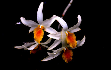 Картинка цветы орхидеи природа растение орхидеиветка лепестки цветок