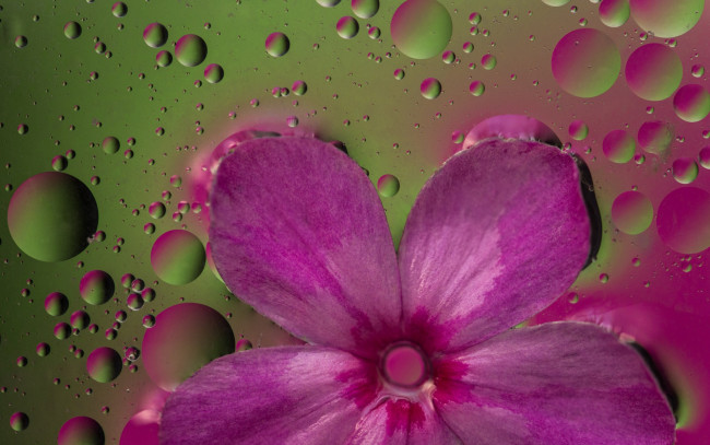 Обои картинки фото цветы, лепестки, цветок, пузырьки, жидкость