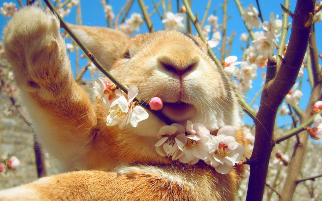 Обои картинки фото животные, кролики,  зайцы, цветение, весна, небо, кролик