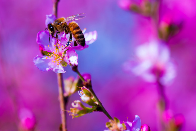 Обои картинки фото животные, пчелы,  осы,  шмели, природа, насекомое, пчела, цветок, растение, ветка, дерево, цветущее
