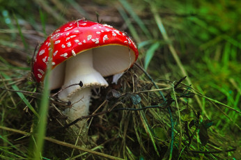Картинка природа грибы +мухомор шапка красная
