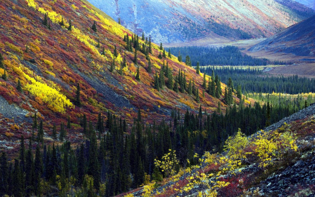 Обои картинки фото природа, горы, сопки, лес, деревья, осень, склоны