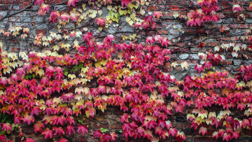 обоя природа, листья, осень, стена