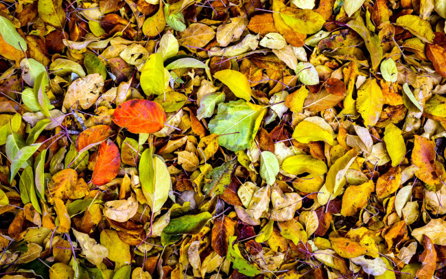 Обои картинки фото природа, листья, листопад, осень