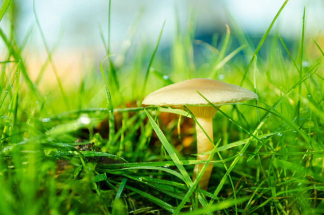 Обои картинки фото природа, грибы, боке, трава, гриб