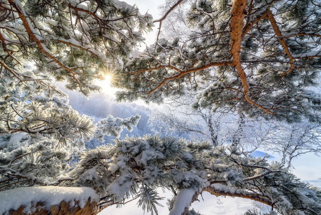 Обои картинки фото природа, зима, снег, сосна, ветки