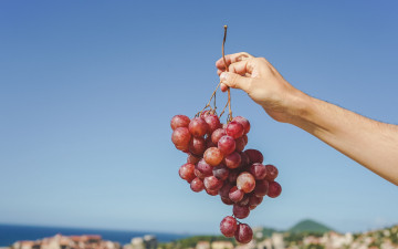 Картинка еда виноград ягоды гроздь