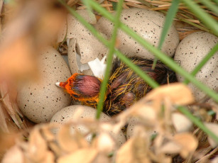 Картинка животные гнезда птиц