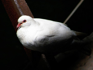 Картинка животные голуби