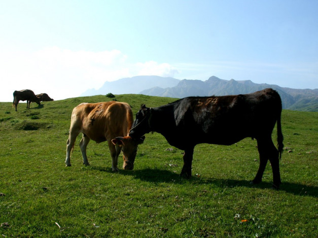 Обои картинки фото животные, коровы, буйволы