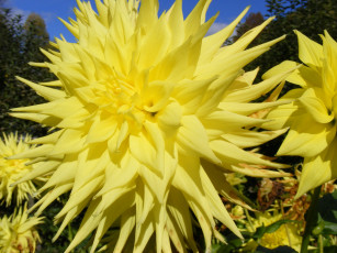 Картинка цветы георгины желтый