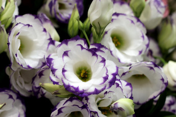 обоя цветы, эустома, белый, много, фиолетовый