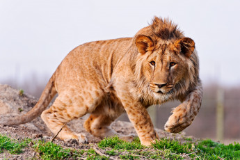 Картинка животные львы хищник лапы молодой