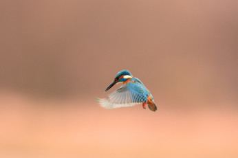 Картинка животные зимородки зимородок полёт