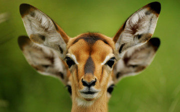 Картинка животные антилопы уши косуля