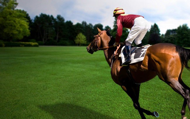 Обои картинки фото спорт, конный, лошадь, трава