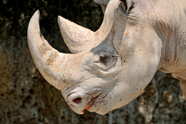 Обои картинки фото животные, носороги, рог, голова, большой