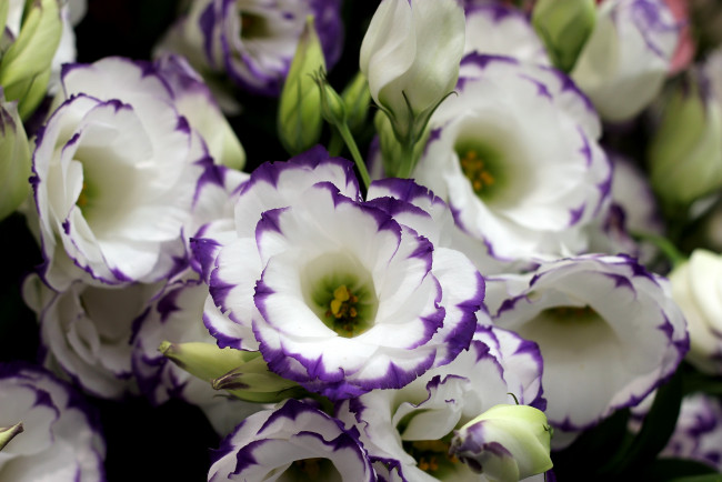 Обои картинки фото цветы, эустома, белый, много, фиолетовый