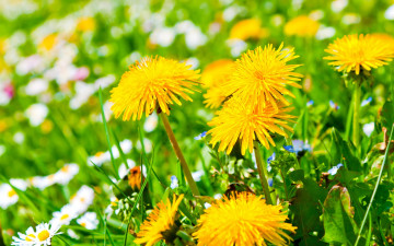 Картинка цветы одуванчики солнышки