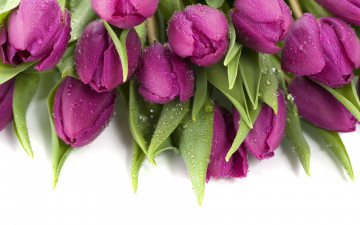 Картинка цветы тюльпаны лиловые