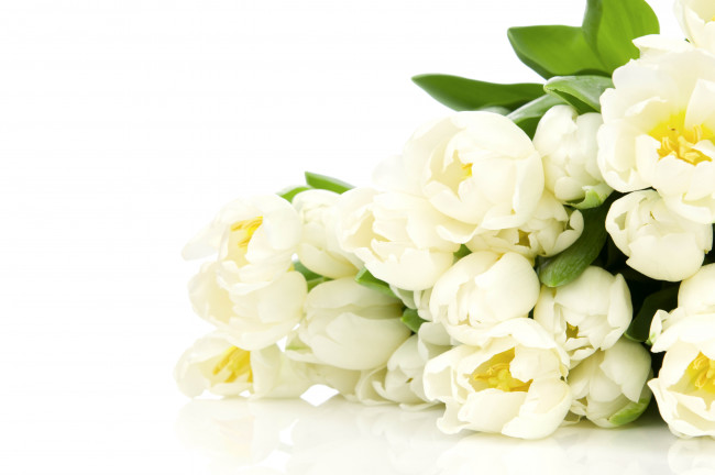 Обои картинки фото цветы, тюльпаны, белый