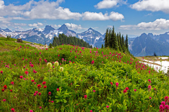 Картинка природа луга деревья цветы камни облака трава вашингтон сша mount rainier national park горы лужайка